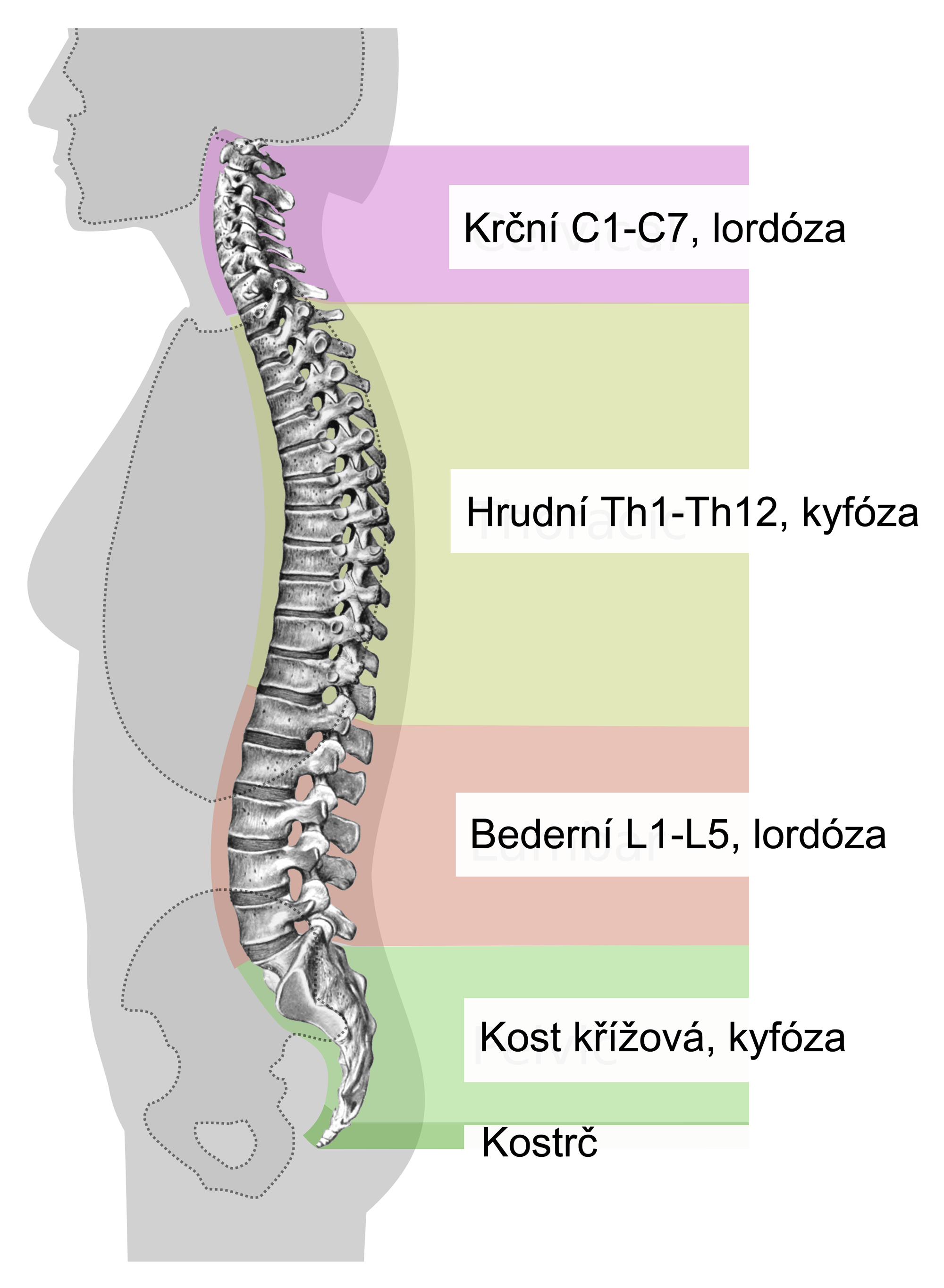 artroza hrudní páte e)